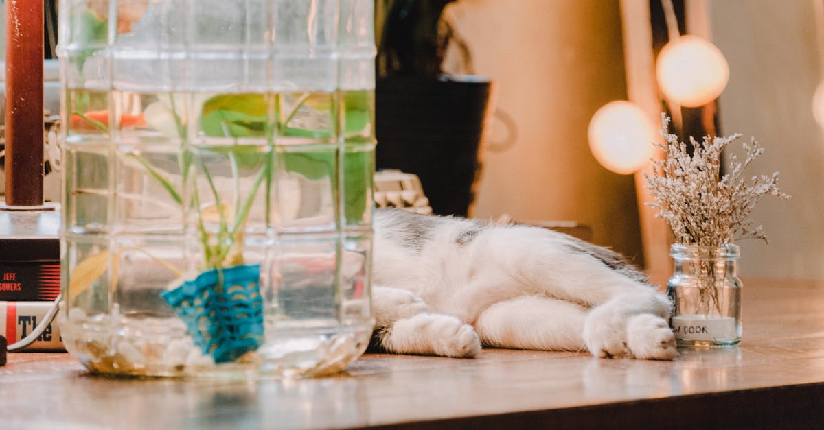 Por que os gatos detestam água? Descubra os motivos!