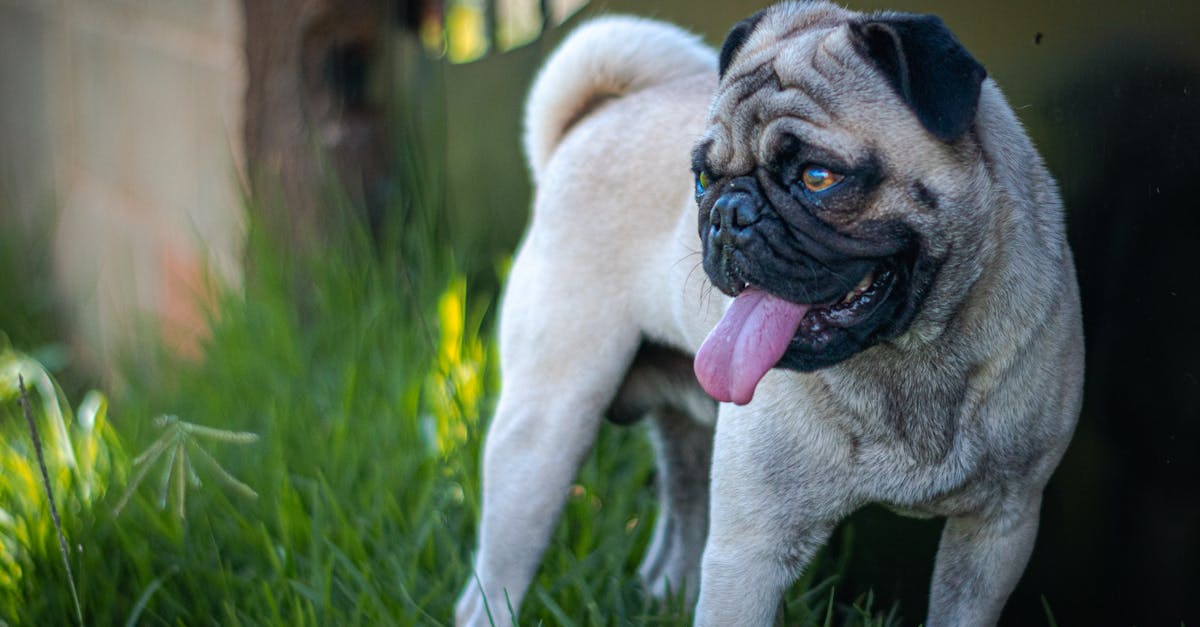Qual a função da cauda nos cães e por que eles a têm?