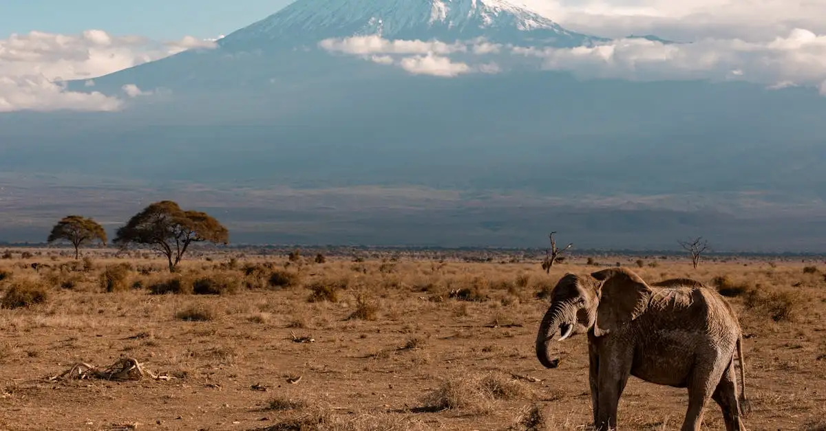 A memória é mesmo como a de um elefante? Descubra!