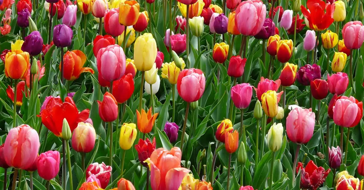 De onde vêm as tulipas e qual sua origem histórica?