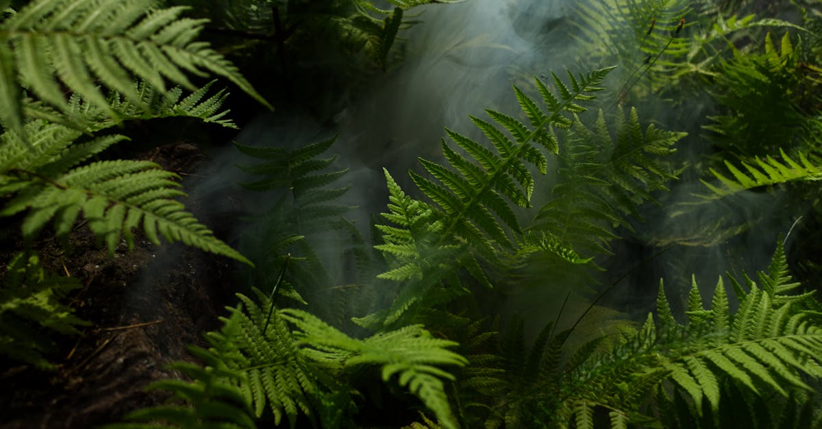Por que a Floresta Amazônica é vital para o nosso planeta?