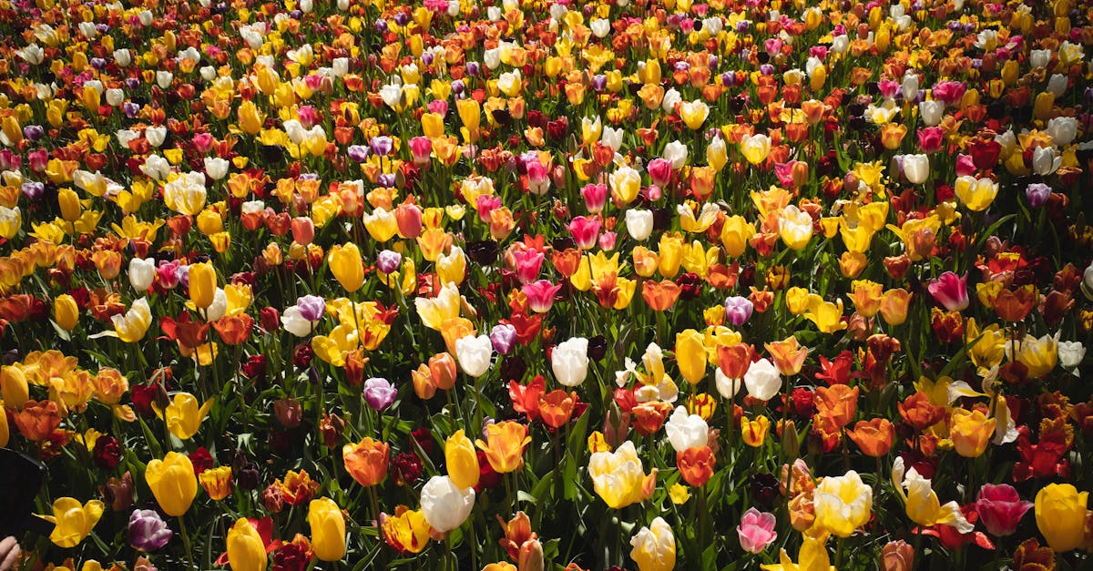 Por que o Keukenhof é um destino imperdível na Holanda?