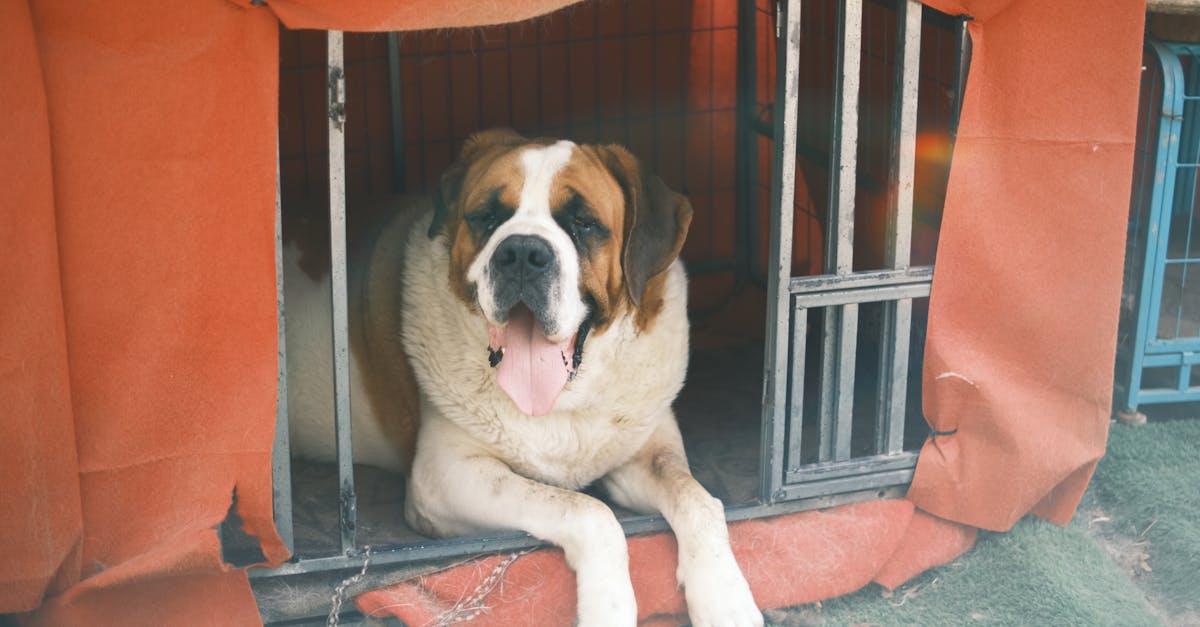 Por que o São Bernardo é o cão de resgate ideal?