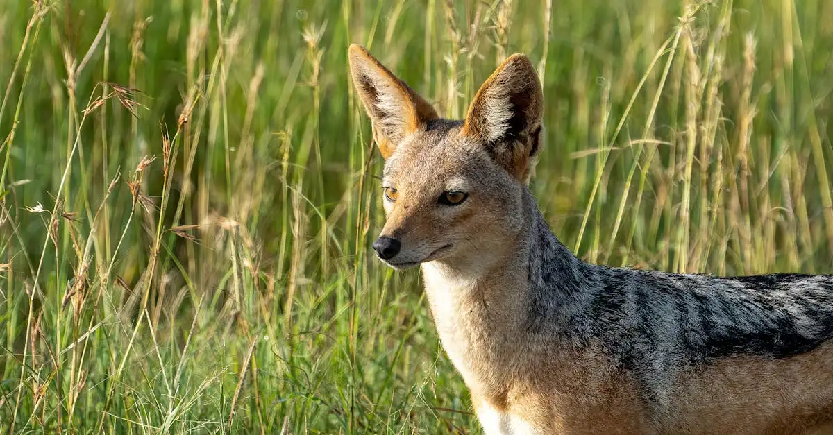 Por que os cães são tão vigilantes e alertas? Descubra!