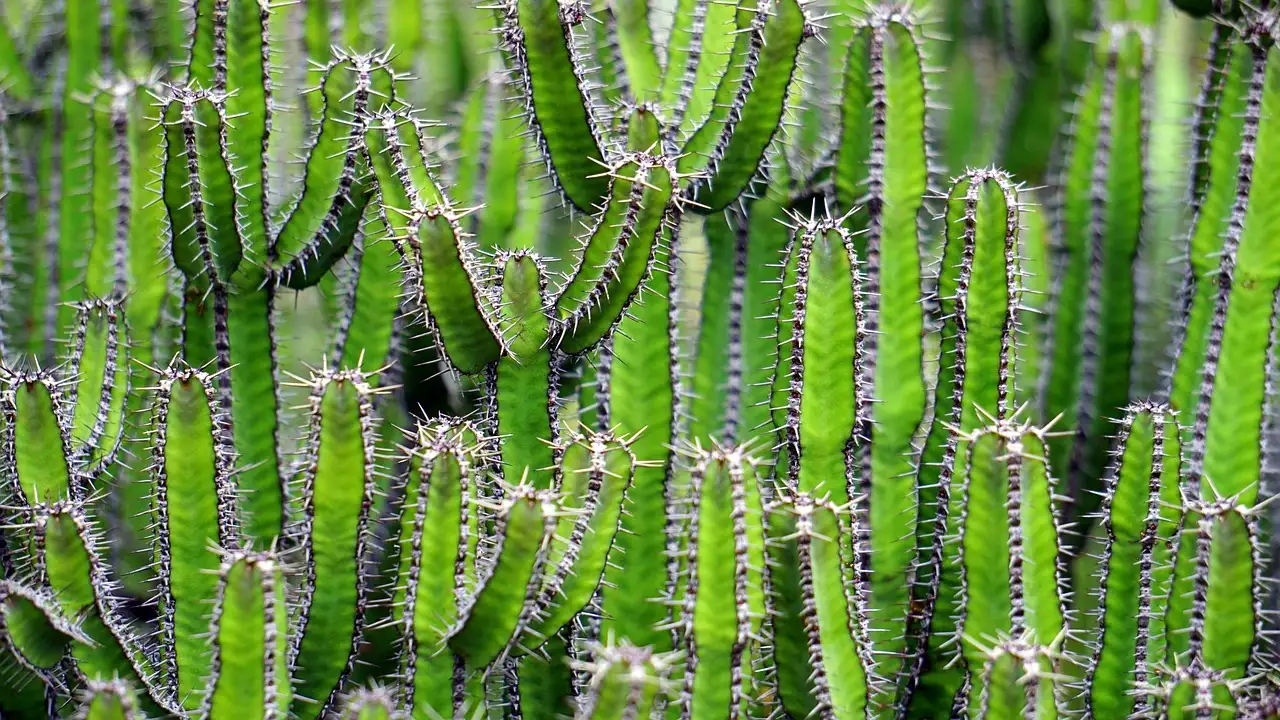 Quais são as 3 principais atrações do Arizona? Descubra!