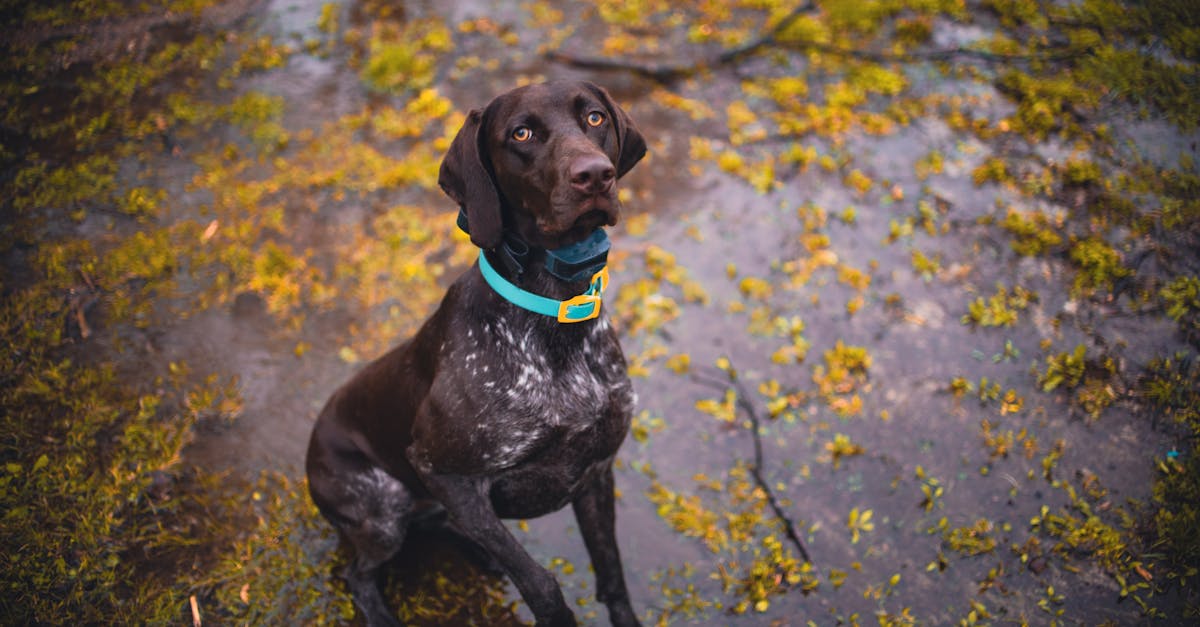 Quais são as melhores raças de cães de caça para você?