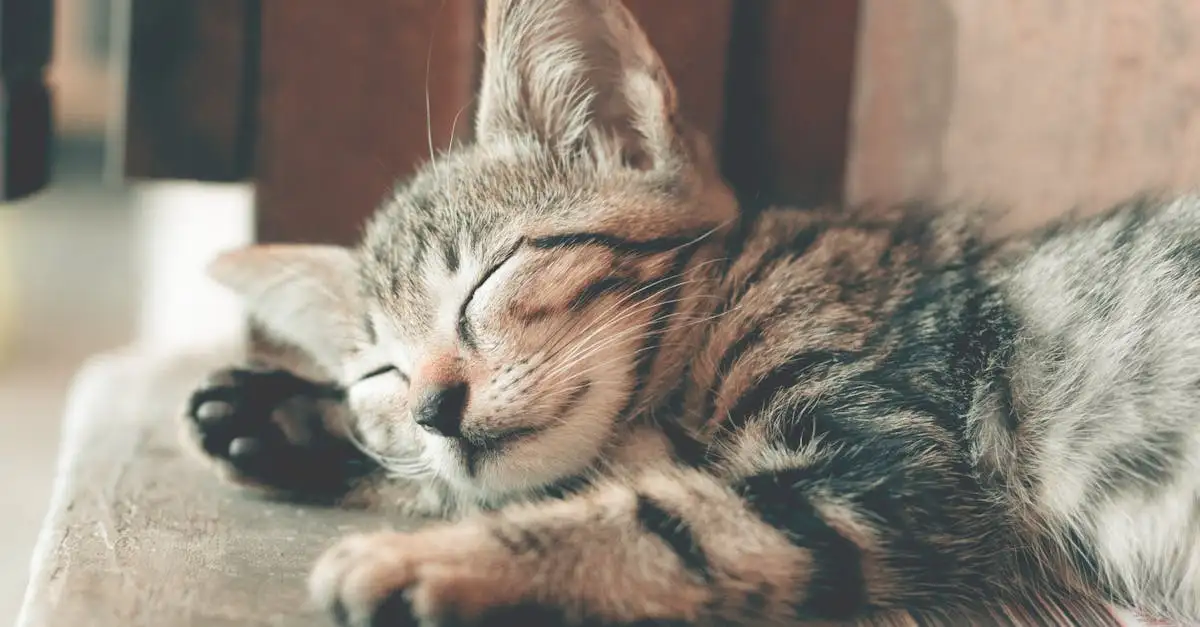 Quais são os estágios do sono e como eles afetam você?