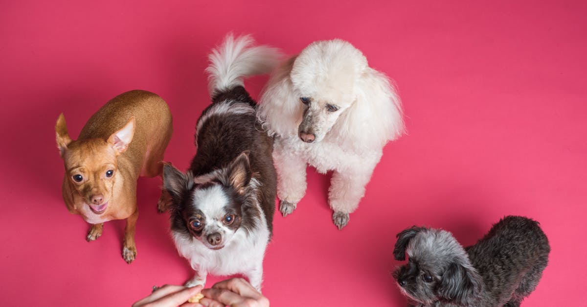 Quais são os melhores animais de estimação para você?