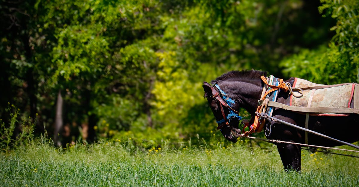Quais tribos indígenas praticavam reprodução de cavalos?