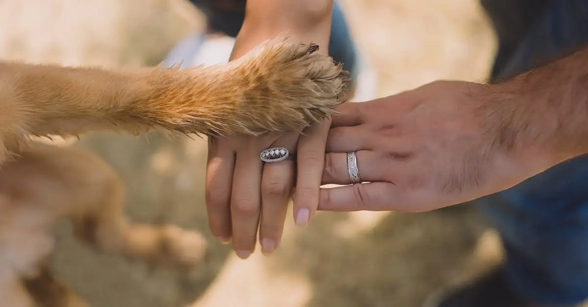 Cães podem ajudar pessoas com PTSD de que forma?