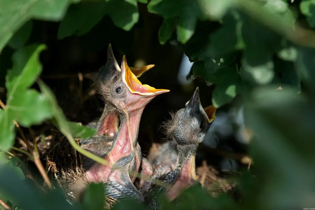 Como melros e tordos se diferenciam de outras aves?
