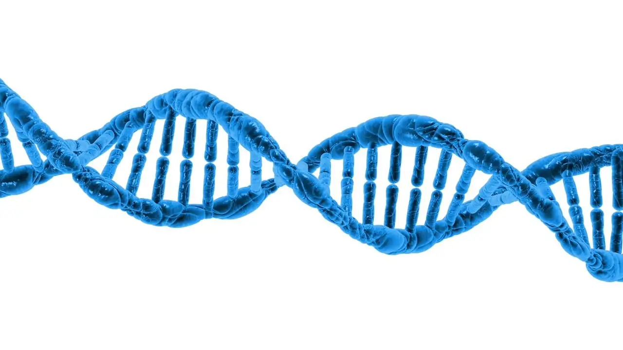 Como o DNA Neandertal Afeta Nossa Saúde e Características?