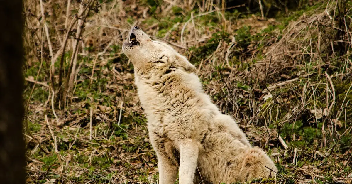 Como os cães se comunicam? Descubra suas formas de interação!