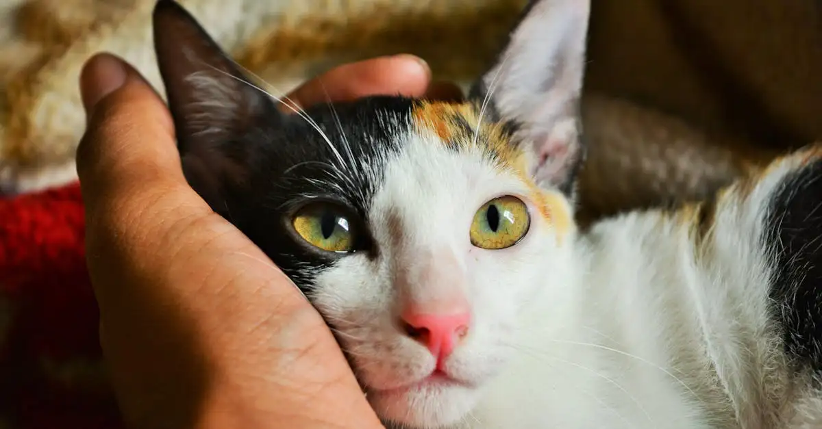 Como os gatos identificam seus donos com precisão?