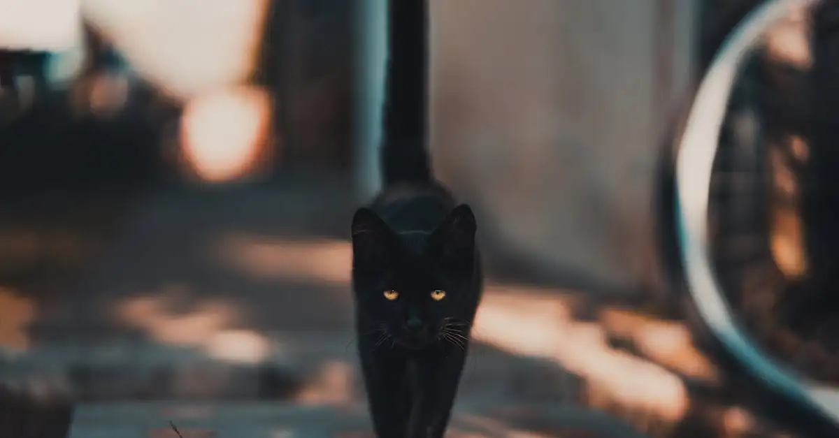 Como os gatos superaram perseguições e superstições?