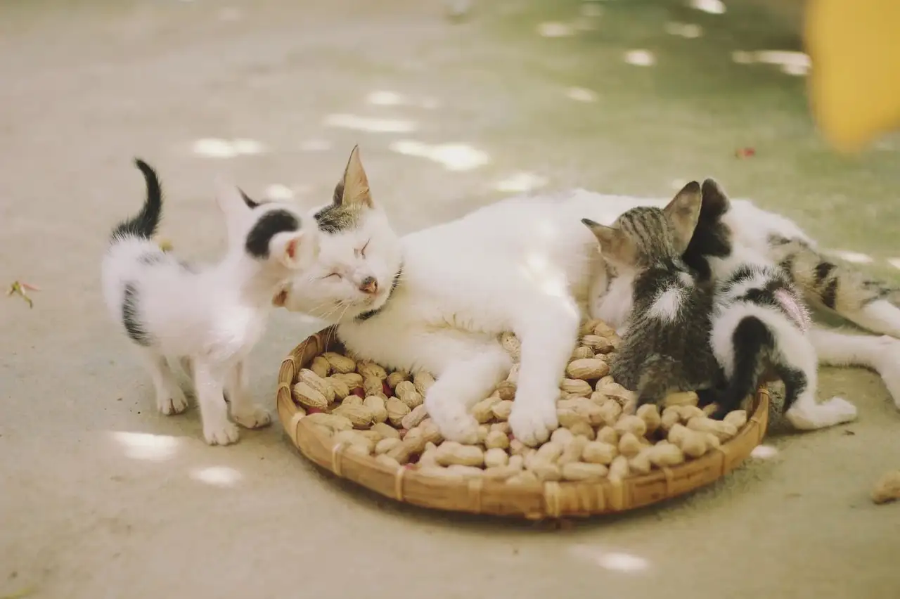 Como os gatos superaram perseguições e superstições?