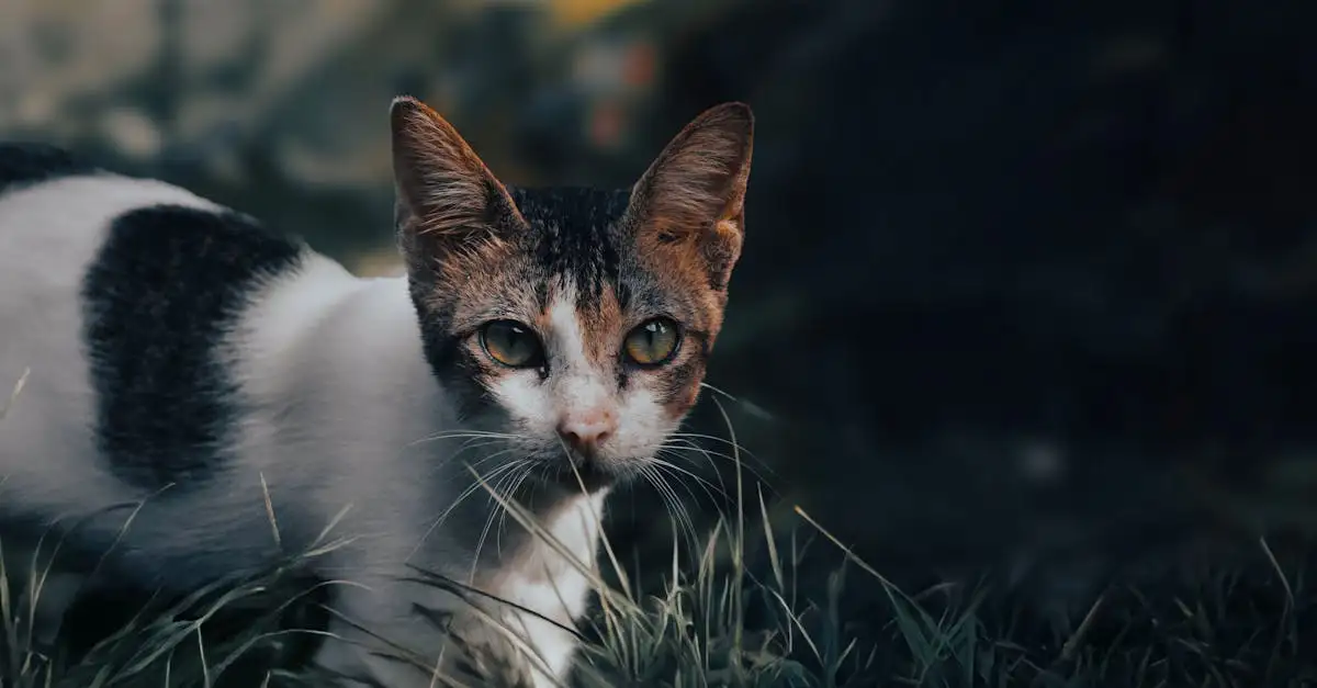Como os gatos usam os bigodes para se orientar no ambiente?