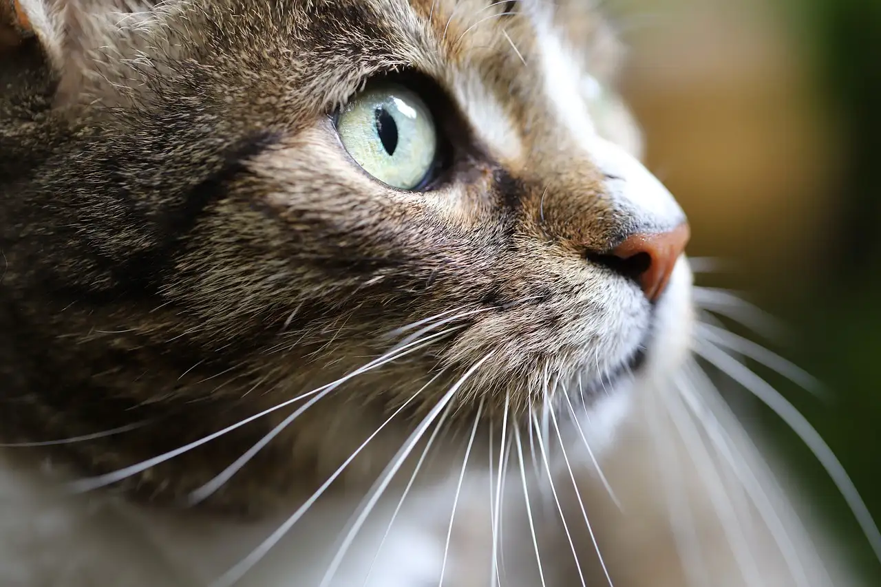 Como os gatos usam os bigodes para se orientar no ambiente?
