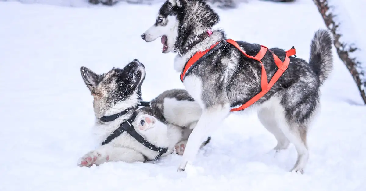 Como os Huskies Sobrevivem em Climas Frios?