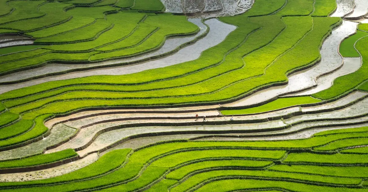 O que fazer no sereno campo de Ubud, Indonésia?