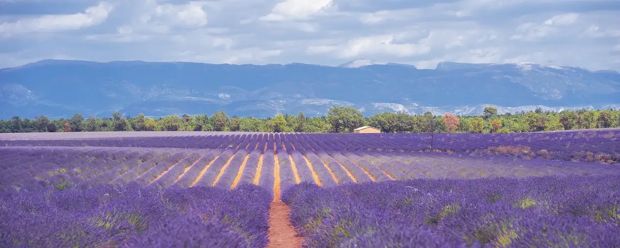 Onde encontrar os campos de lavanda mais belos na Provença?