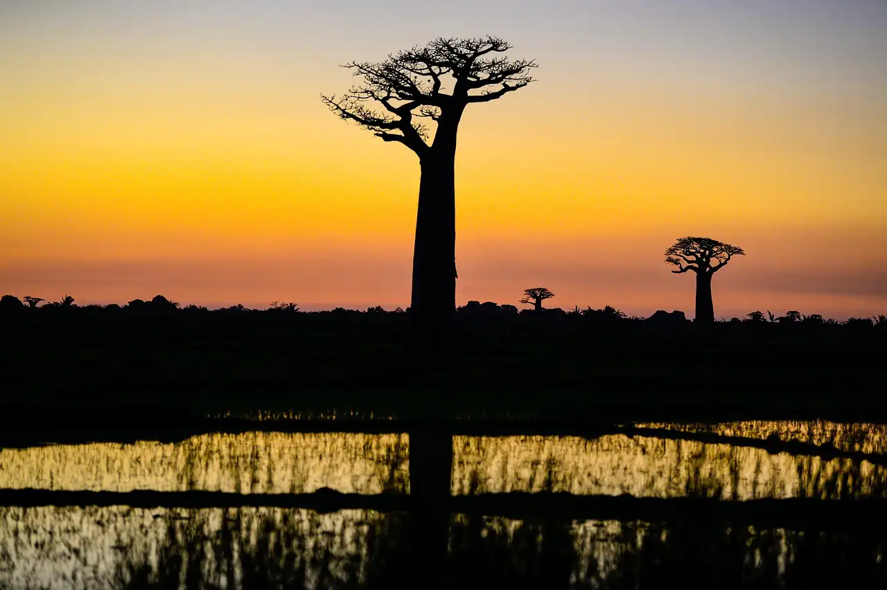 Onde estão as árvores baobás em Madagascar? Descubra aqui!