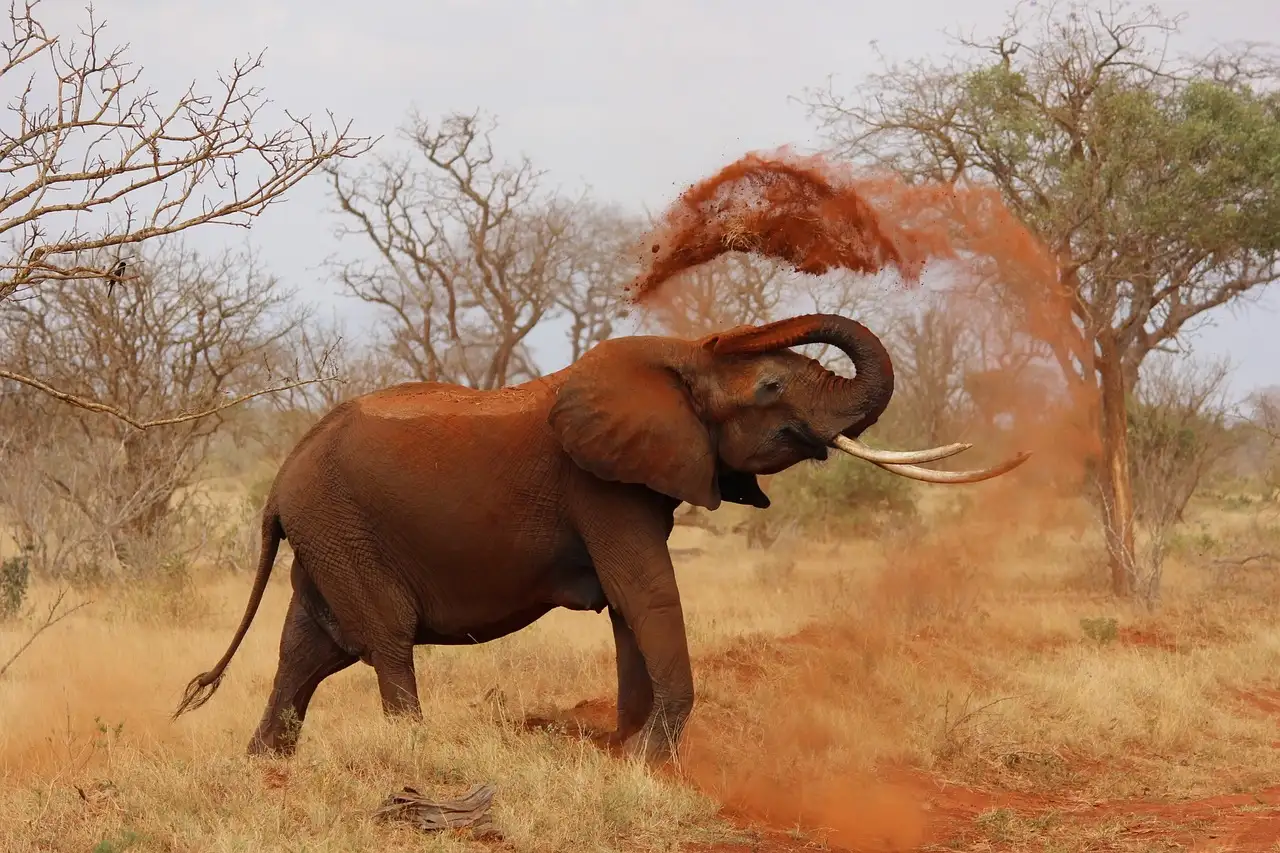 Por que o elefante africano é o maior animal terrestre?