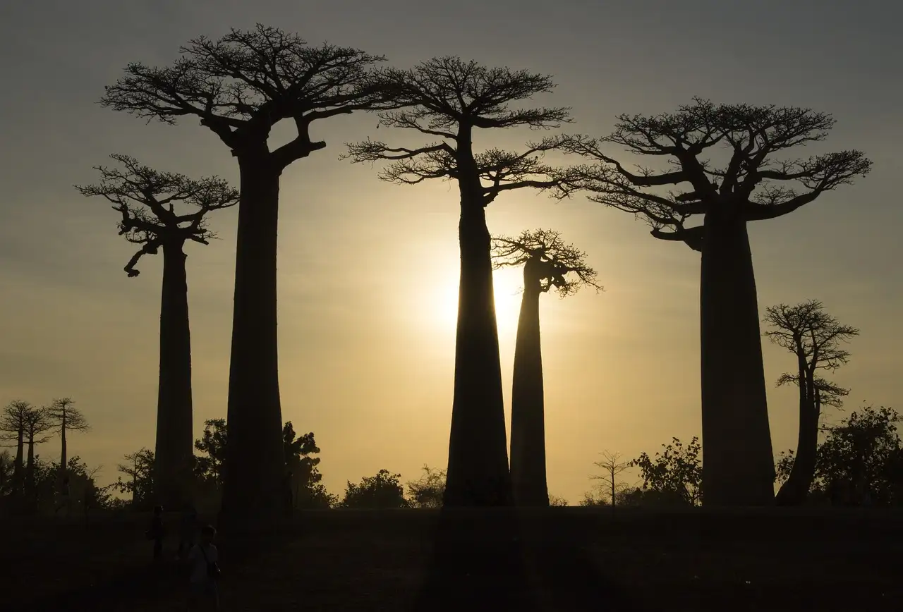 Quais locais são ideais para ver camaleões em Madagascar?