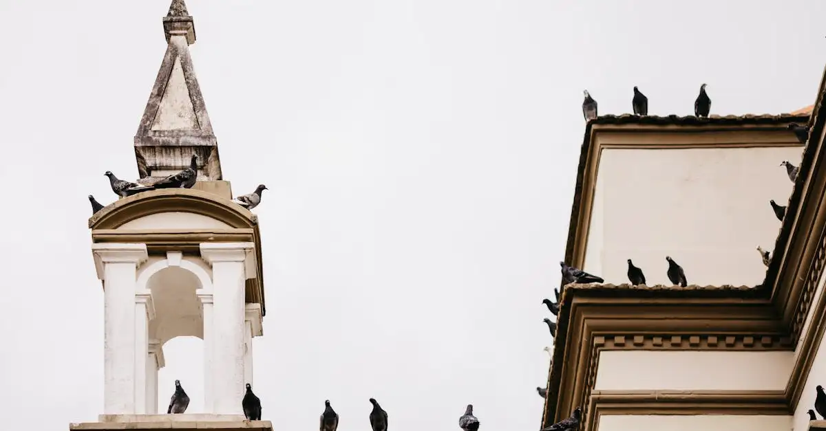 Quais pássaros se adaptam melhor à vida urbana?