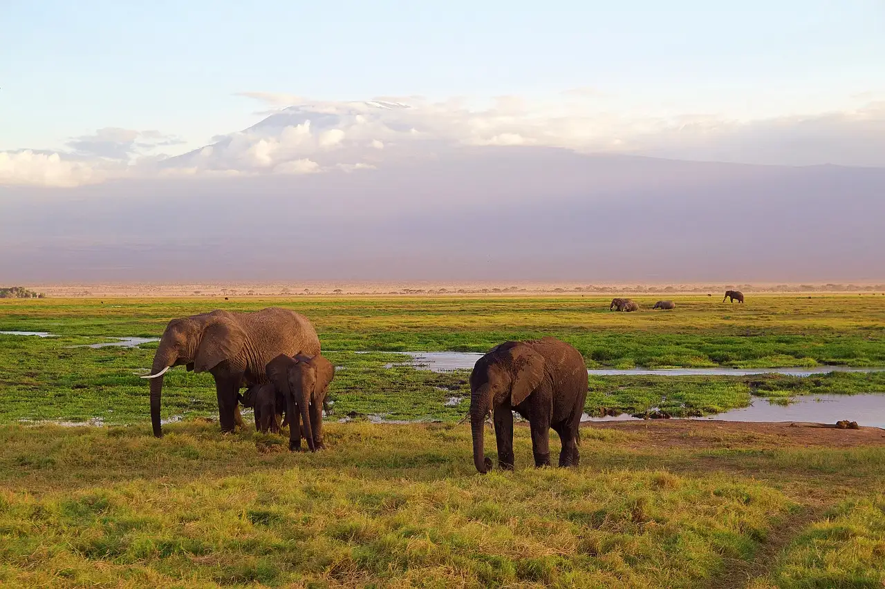 Qual a importância do Parque Nacional Kilimanjaro na África?