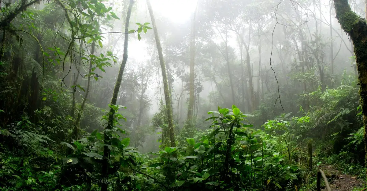 Qual cidade brasileira é famosa pela feira da Amazônia?
