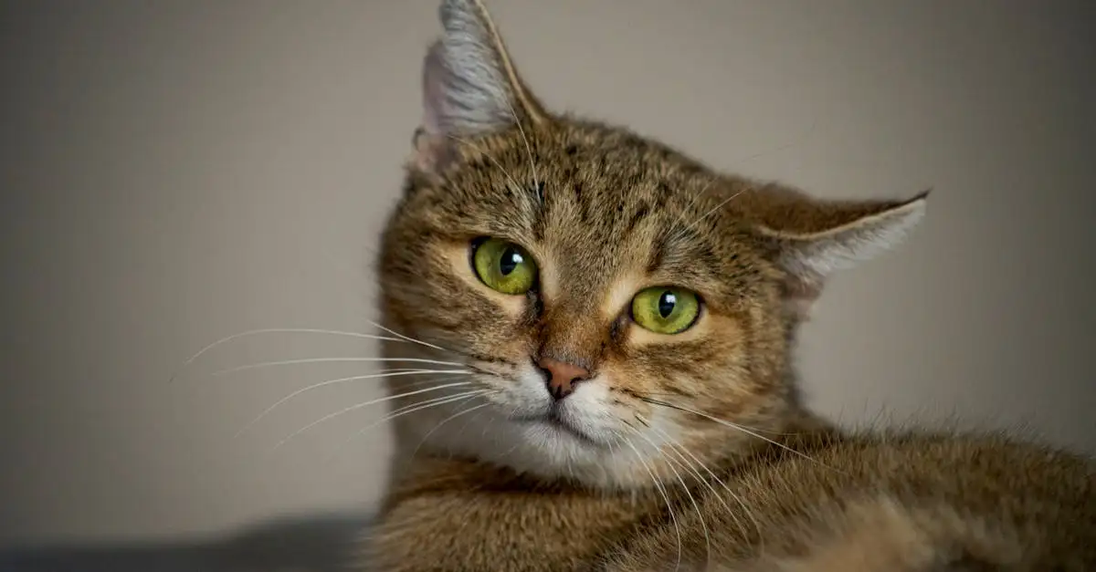 Como cuidar do pelo do seu gato de forma eficaz?