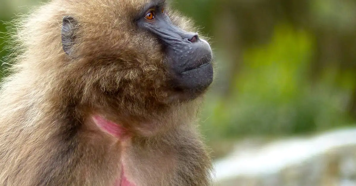 O que você precisa saber sobre o Parque Nacional Simien?