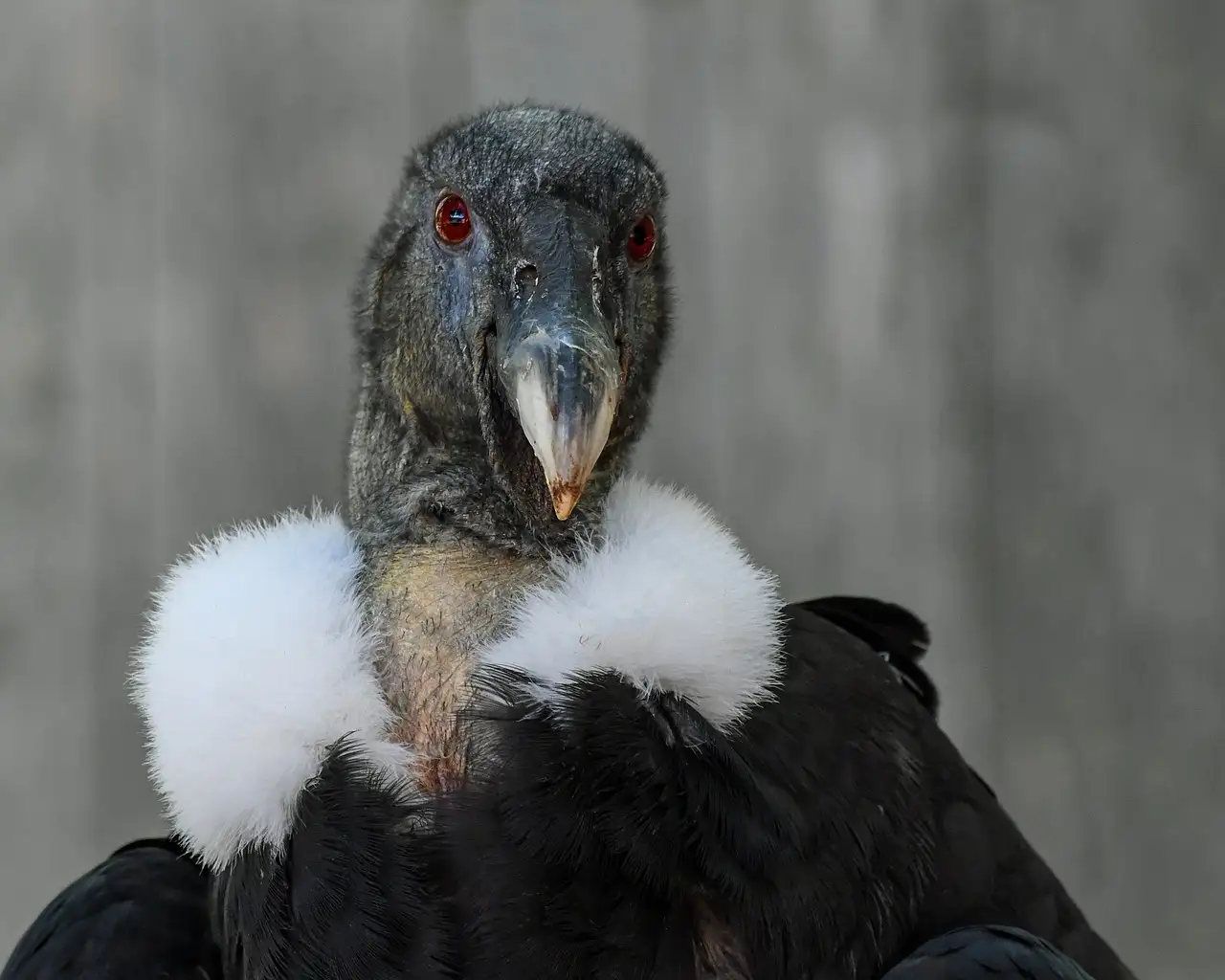Qual a importância do condor dos Andes na cultura Inca?