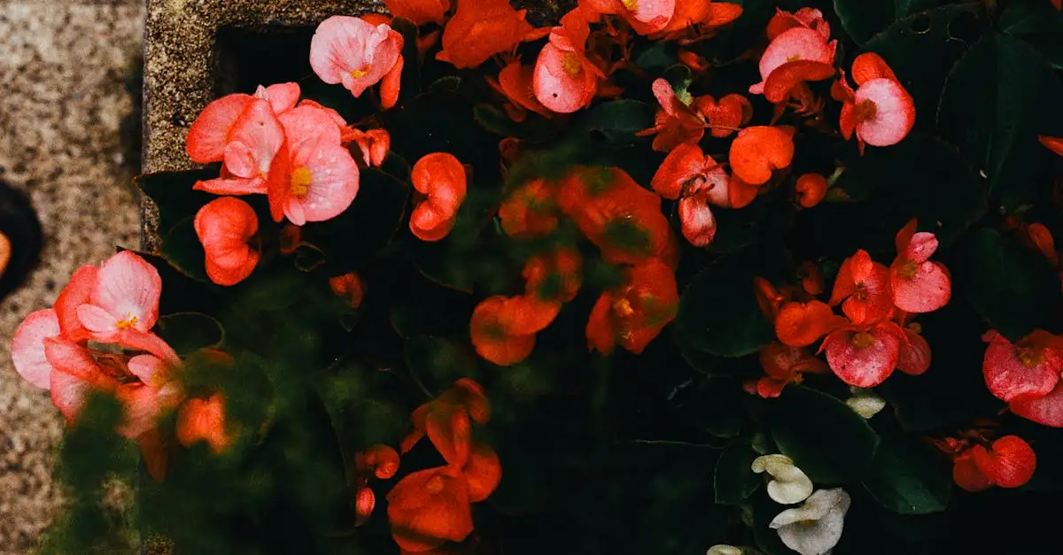 Qual região da Austrália abriga plantas únicas?