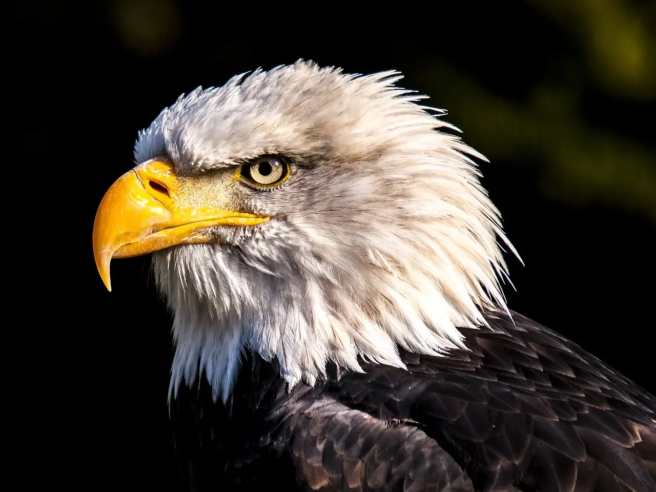 Quem é o vocalista de Hotel California dos Eagles?