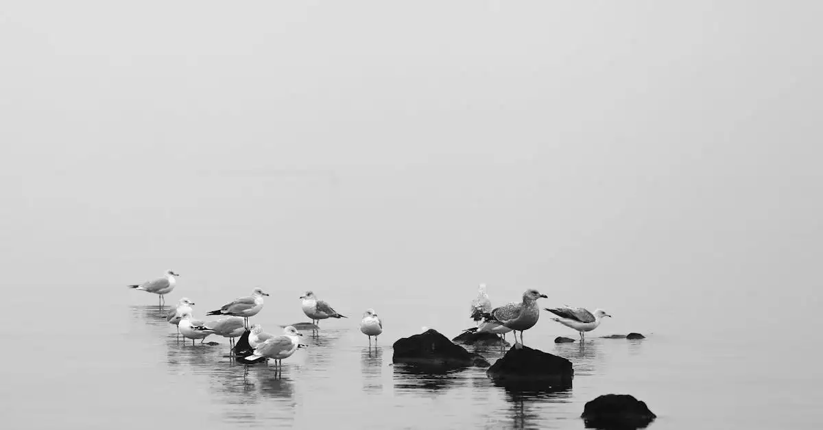 Quais são as principais características das aves marinhas?