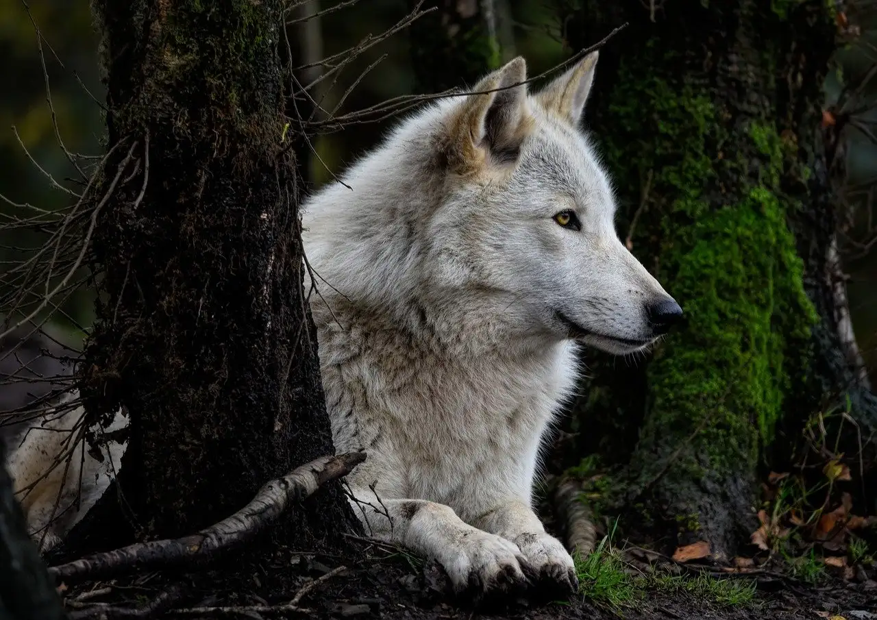 Qual o papel do lobo na mitologia celta? Descubra aqui!