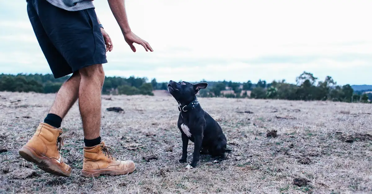 Como o comportamento dos cães mudou em relação aos ancestrais?
