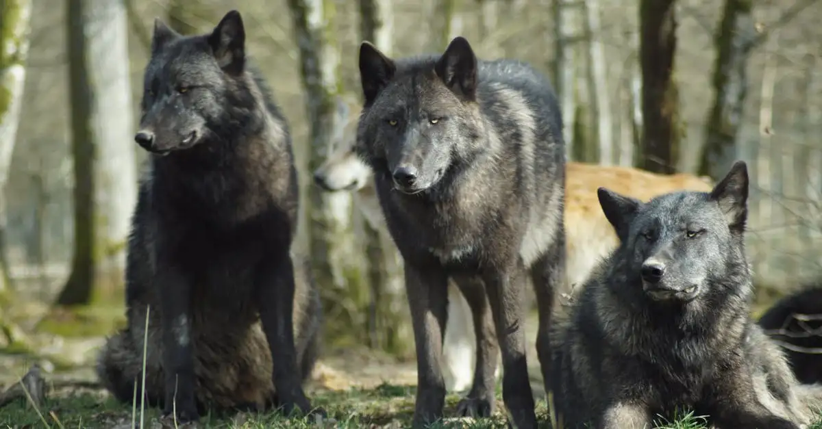 Como os cães são geneticamente diferentes dos lobos?