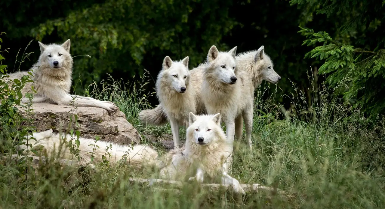 Como os cães são geneticamente diferentes dos lobos?