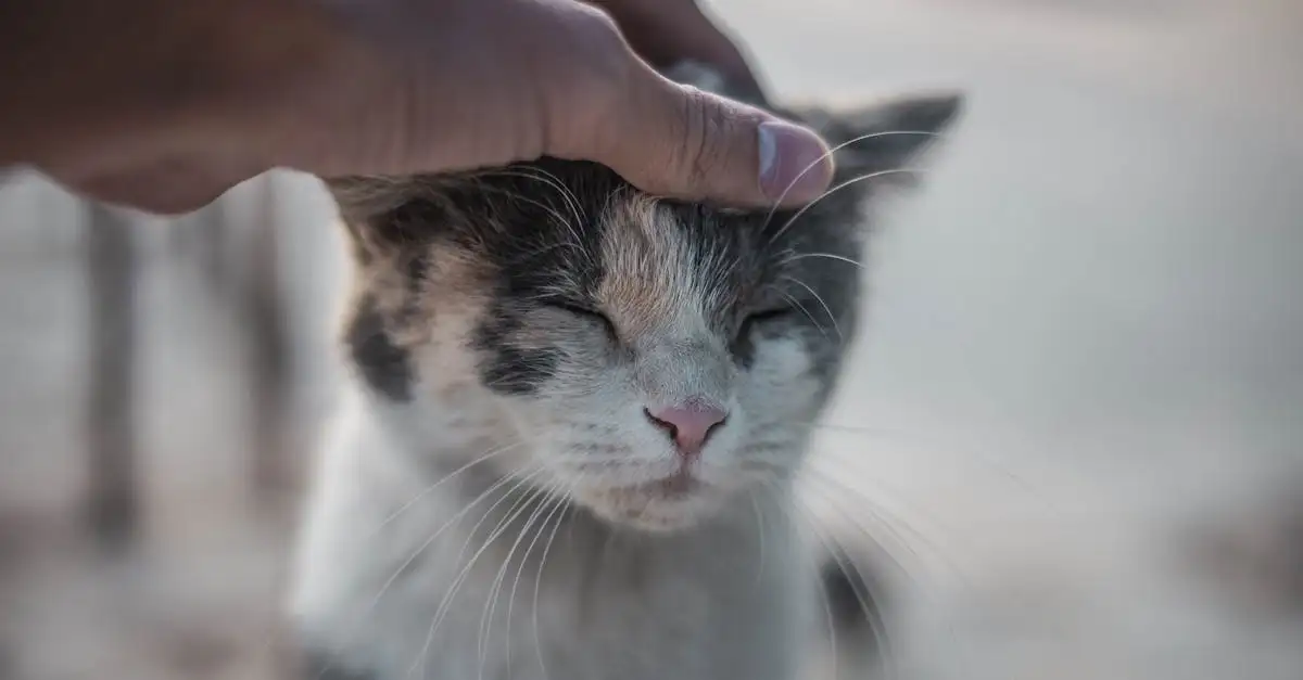Como os gatos promovem relaxamento e atenção plena?
