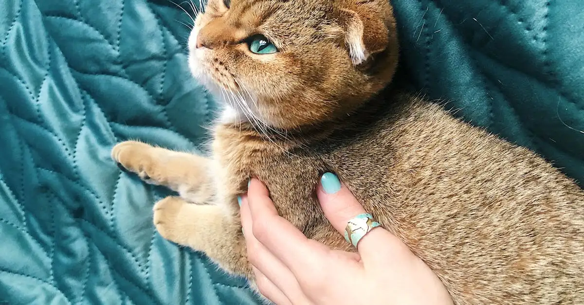 Como os gatos promovem relaxamento e atenção plena?