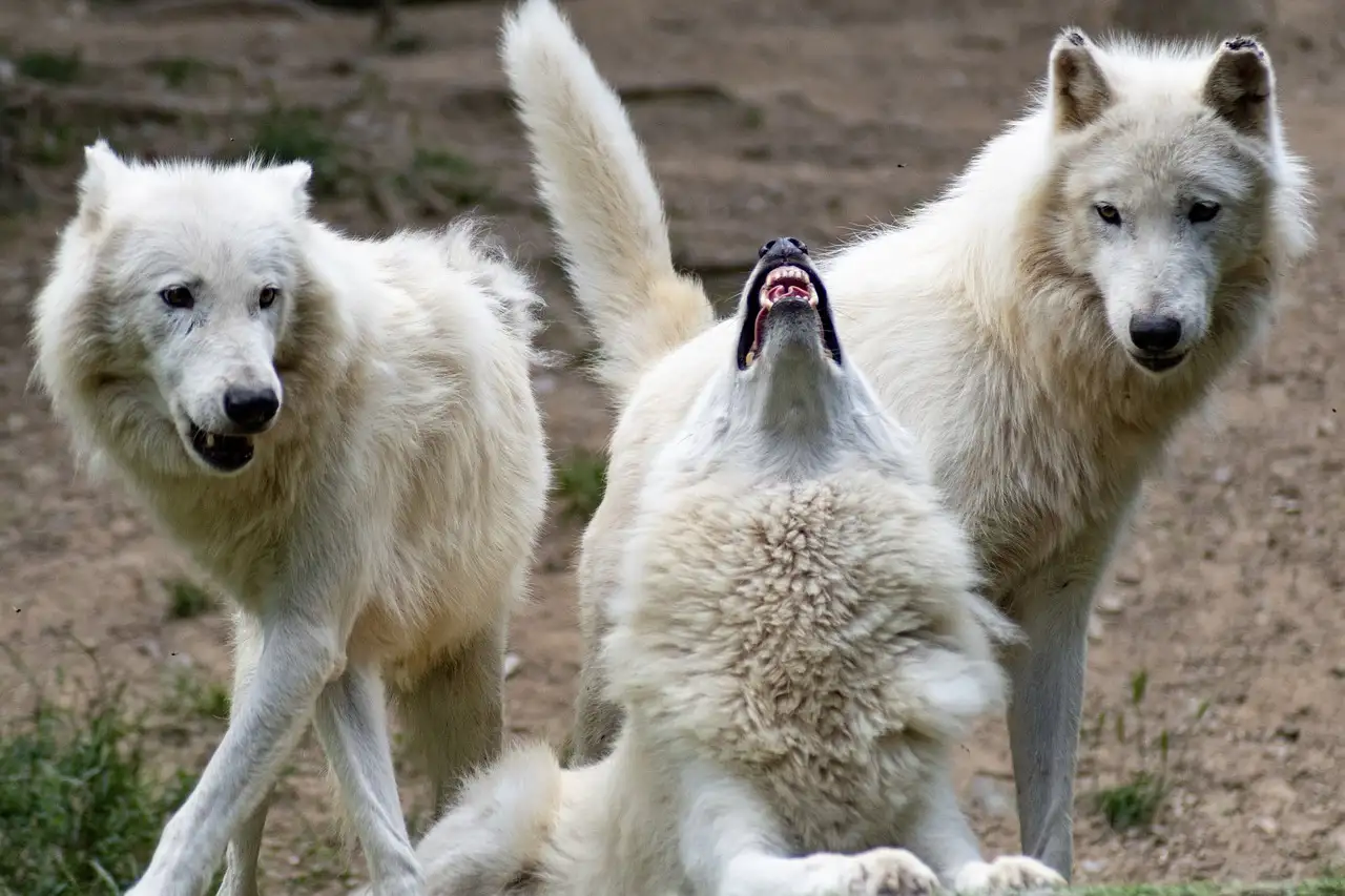 Lobos podem aprender com humanos? Descubra a verdade!