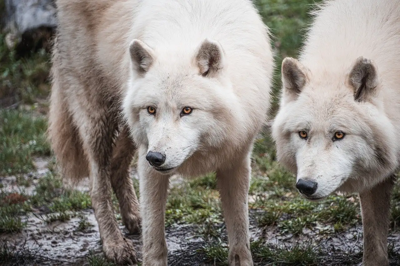 Lobos podem aprender com humanos? Descubra a verdade!