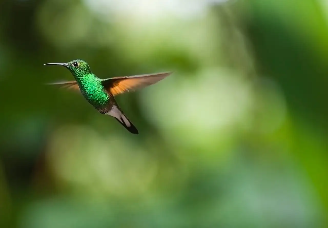 O que faz o voo do beija-flor ser tão especial?