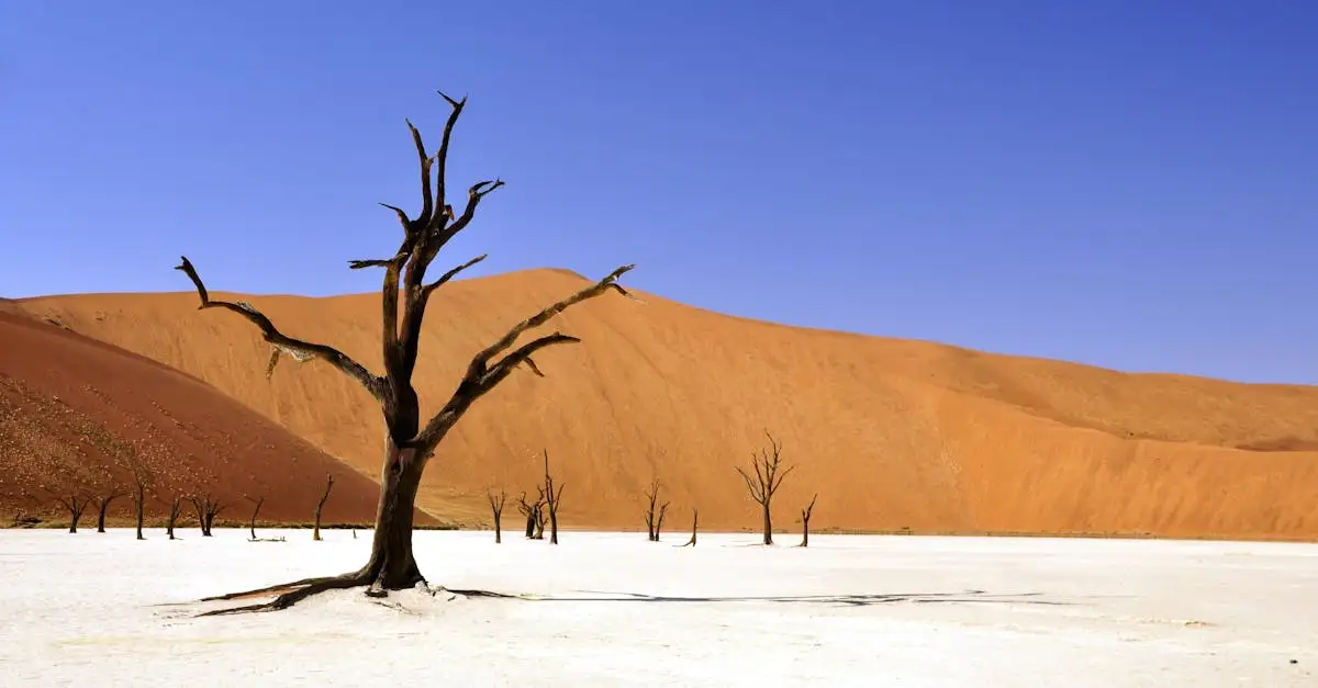O que provocou a seca severa no Chifre da África?