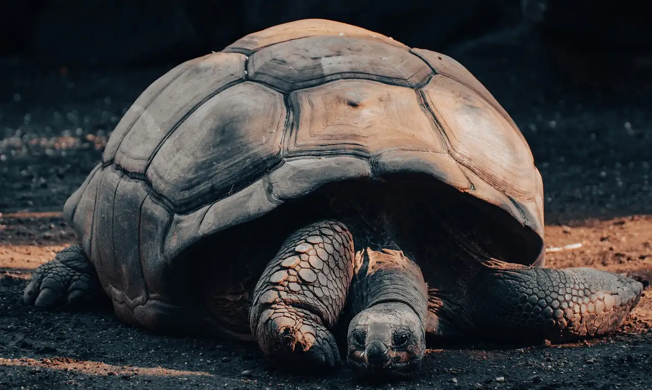 Por que as tartarugas gigantes têm uma vida tão longa?
