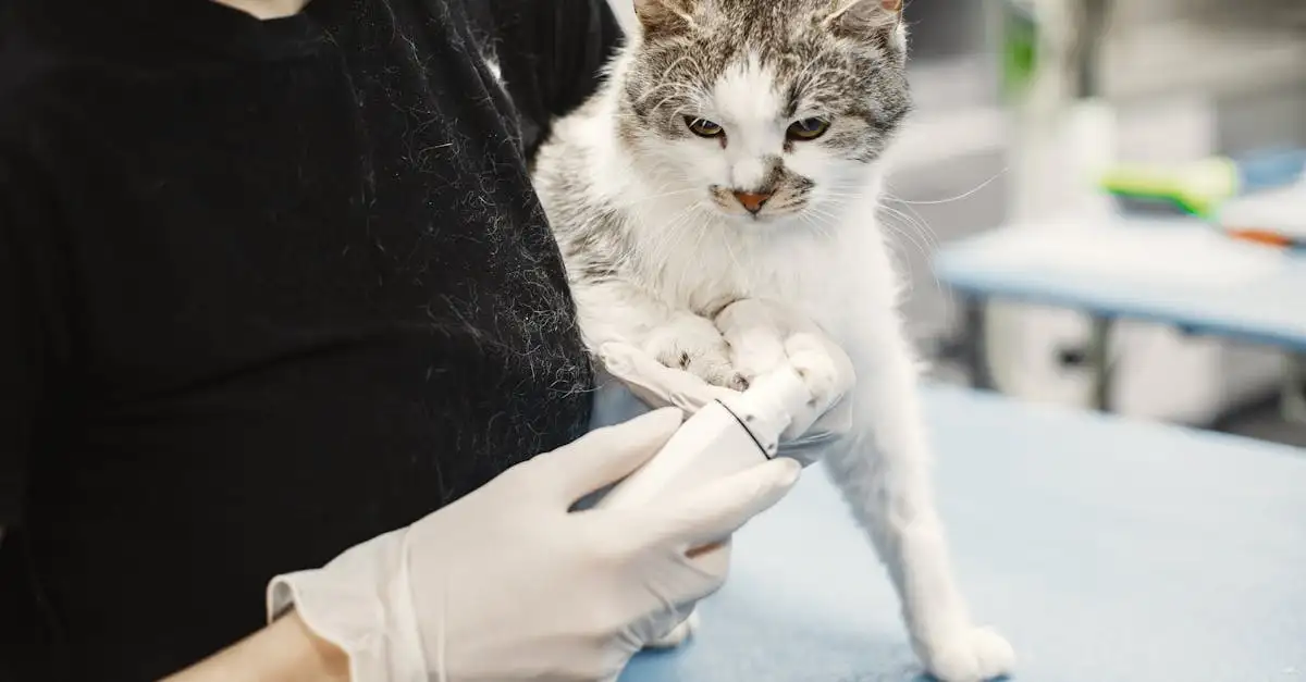 Por que o controle veterinário é vital para seu gato?