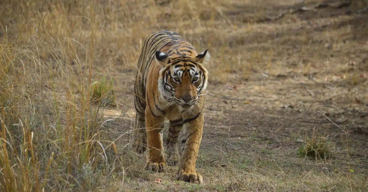 Por que o Parque Nacional de Ranthambore é especial para tigres?